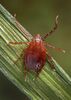 Adult female longhorned tick. Public domain photo by James Gathany, Centers for Disease Control and Prevention