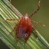 Adult female longhorned tick. Public domain photo by James Gathany, Centers for Disease Control and Prevention