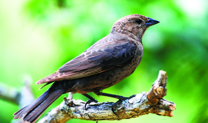 Photo  Courtesy of Missouri Department of Conservation
The brown headed cowbird