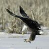 Don’t miss Eagle Days, Jan. 21 and 22 at the Springfield Conservation Nature Center in Springfield.