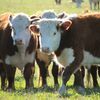 2023 will be the fourth consecutive year of fewer beef cows in production.